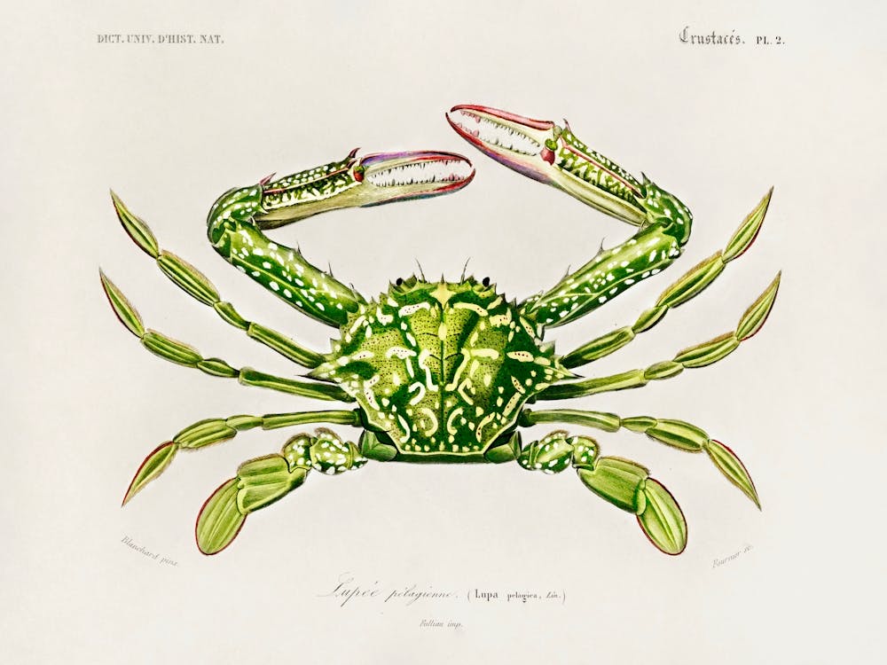 Portunus (Lupa Pelagica), Charles Dessalines D'Orbigny