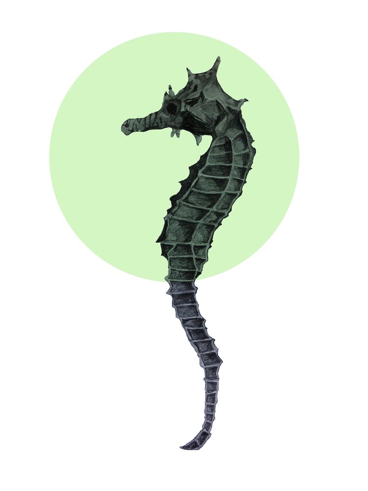 Seahorse