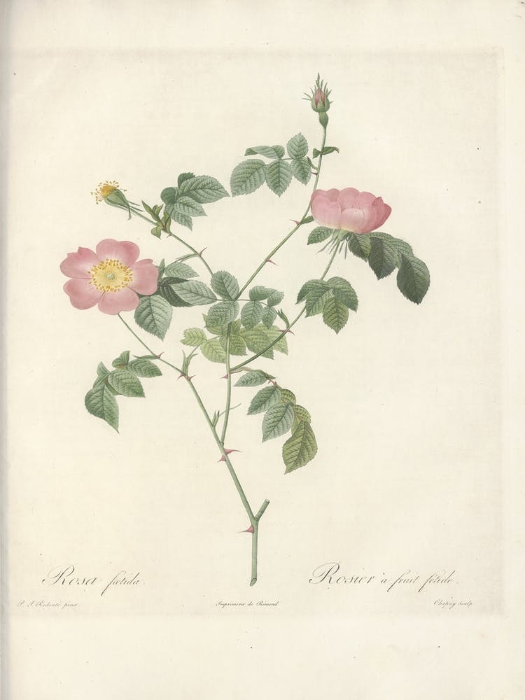 Rose Illustration, Pierre Joseph Redoute, Pierre Joseph Redoute (119)