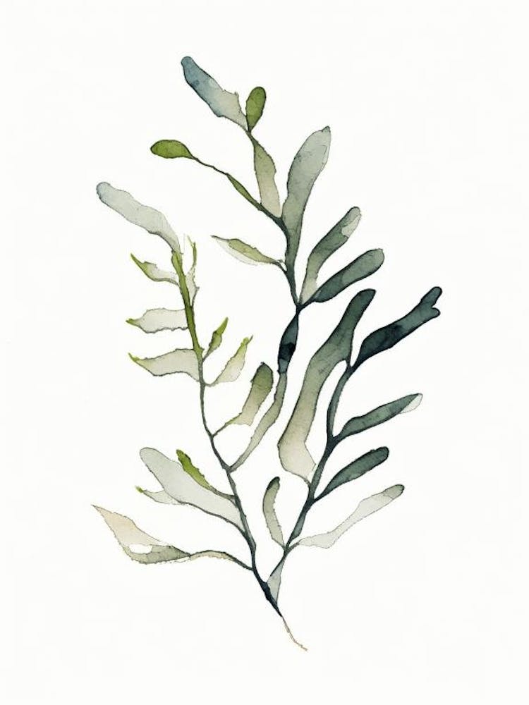 Bladderwrack Leaf Minimalist Watercolour 1