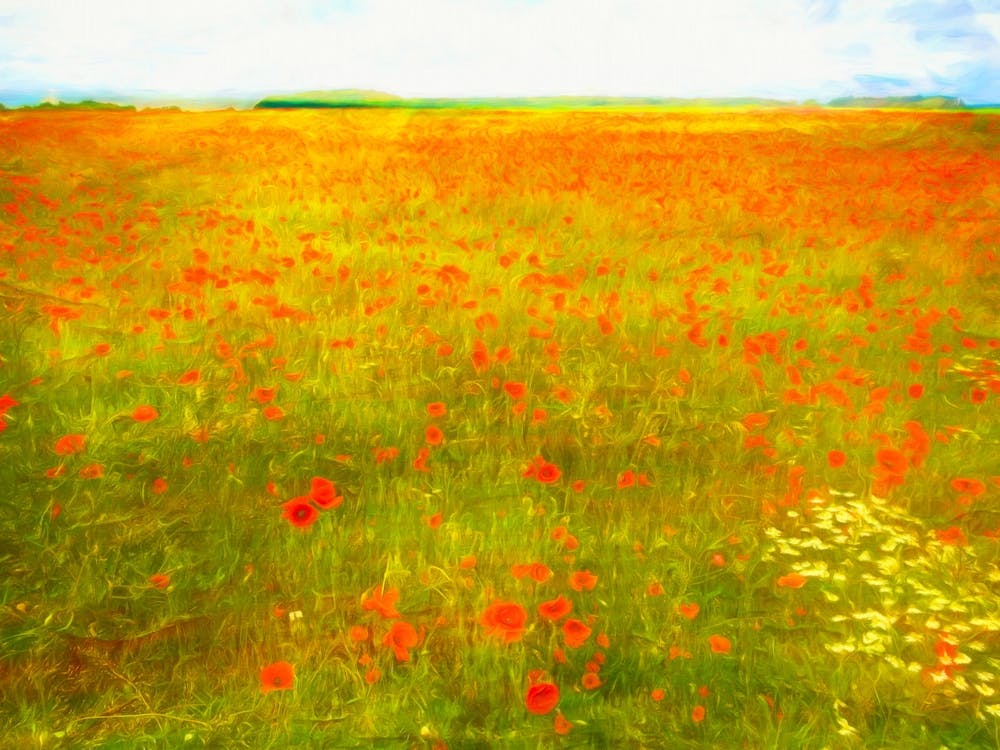 Poppy Field Landscape