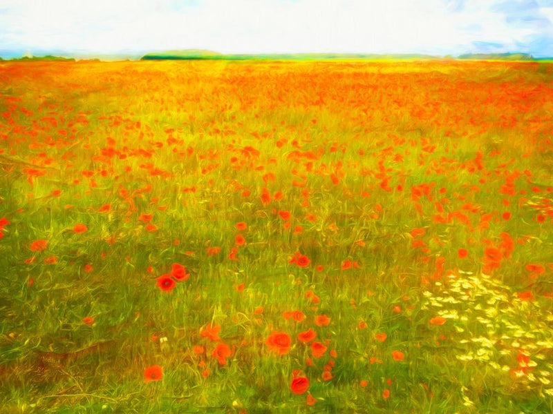 Poppy Field Landscape