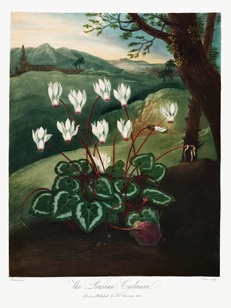 The Persian Cyclamen From The Temple Of Flora (1807), Robert John Thornton