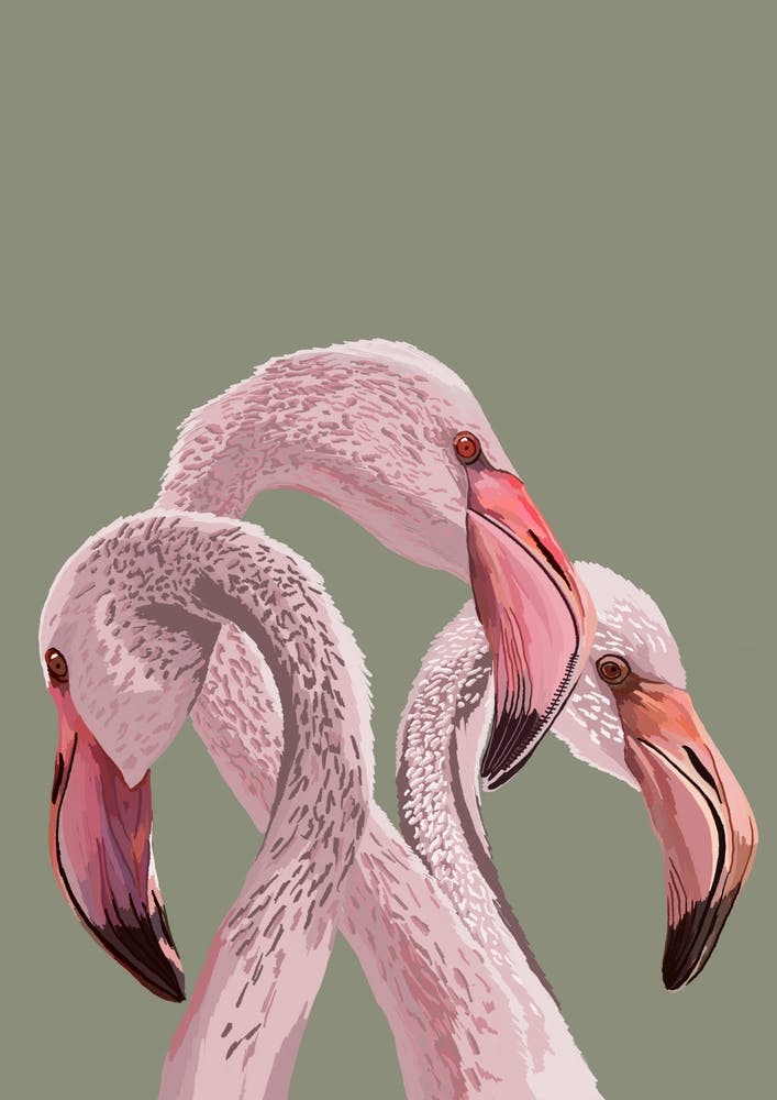 Pink Flamingo Ilustration