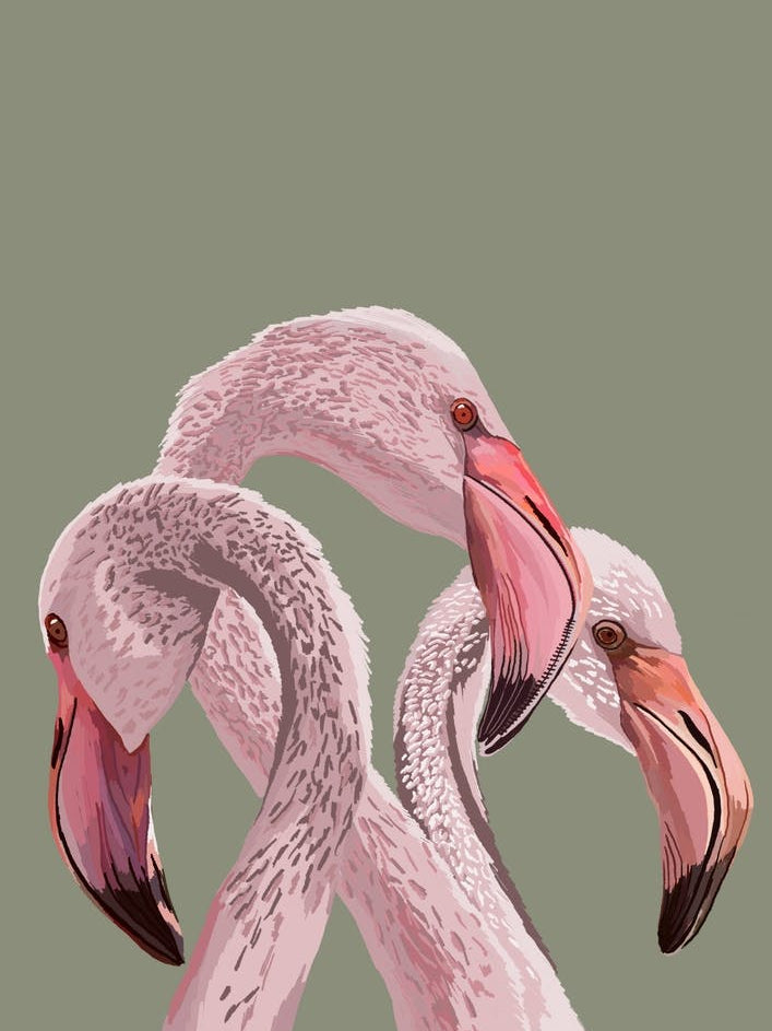 Pink Flamingo Ilustration