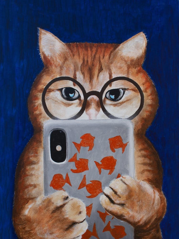 Instagram Cat