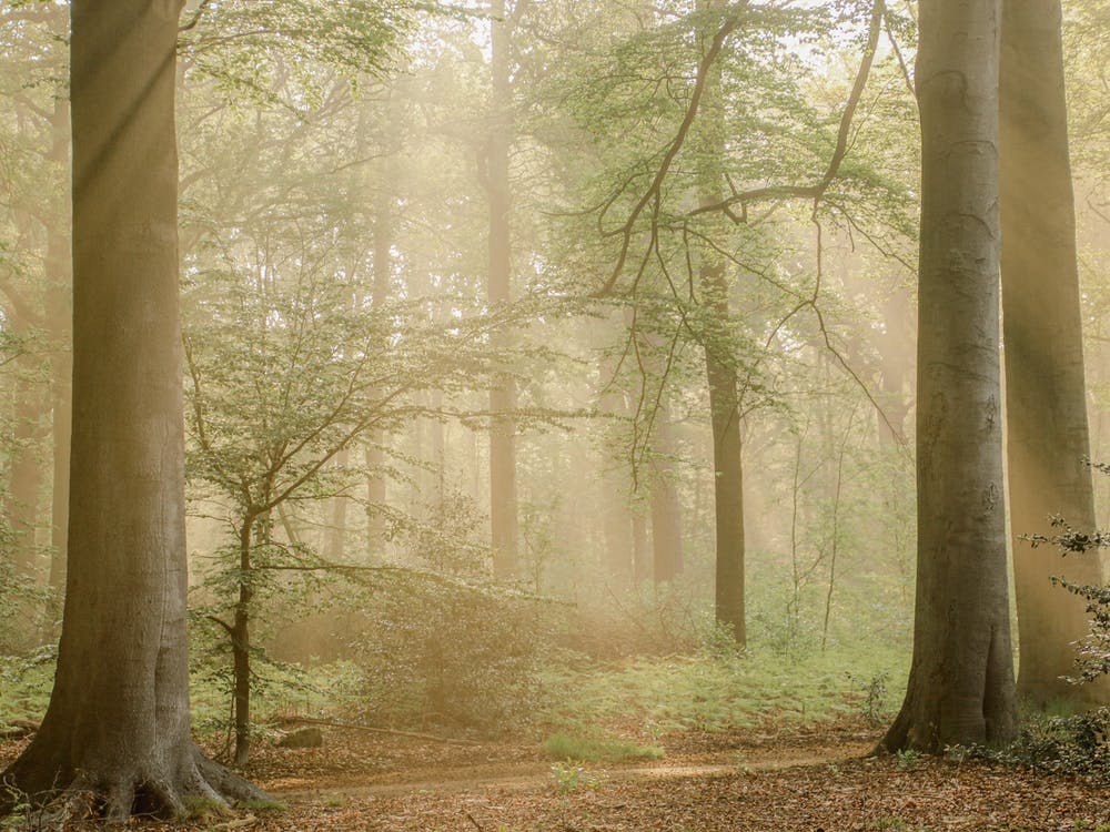 Fairytale Forest Sunrise Sunbeams