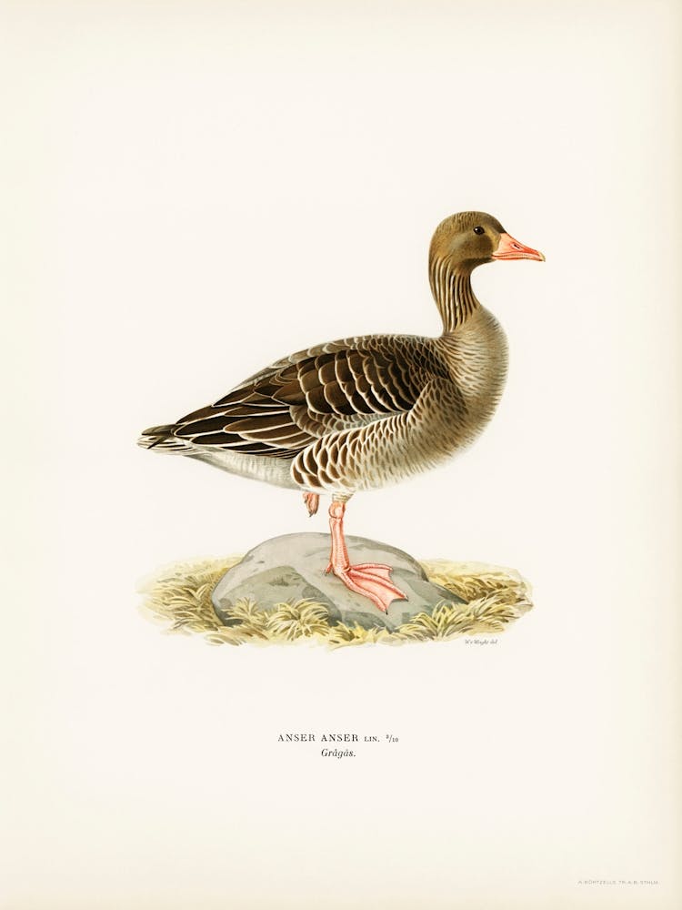 Greylag Goose, The Von Wright Brothers