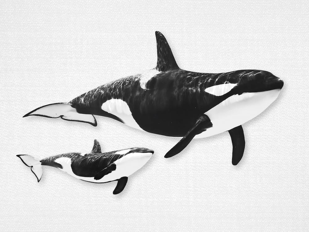 Whales‬