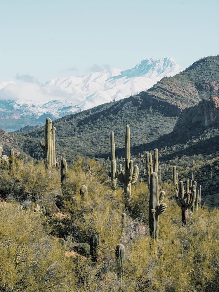 Snowy Four Peaks Mountains