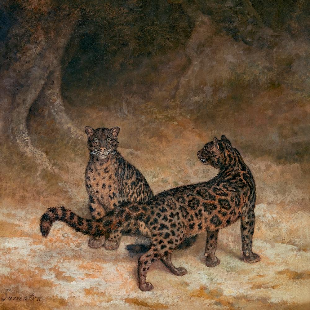 Clouded Leopards Square