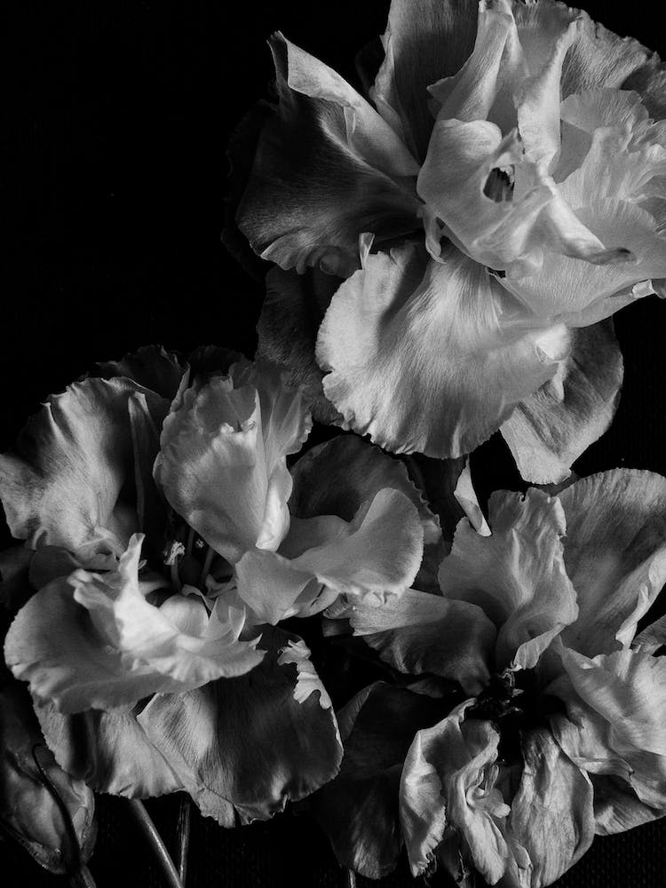 Blumen Monochrom