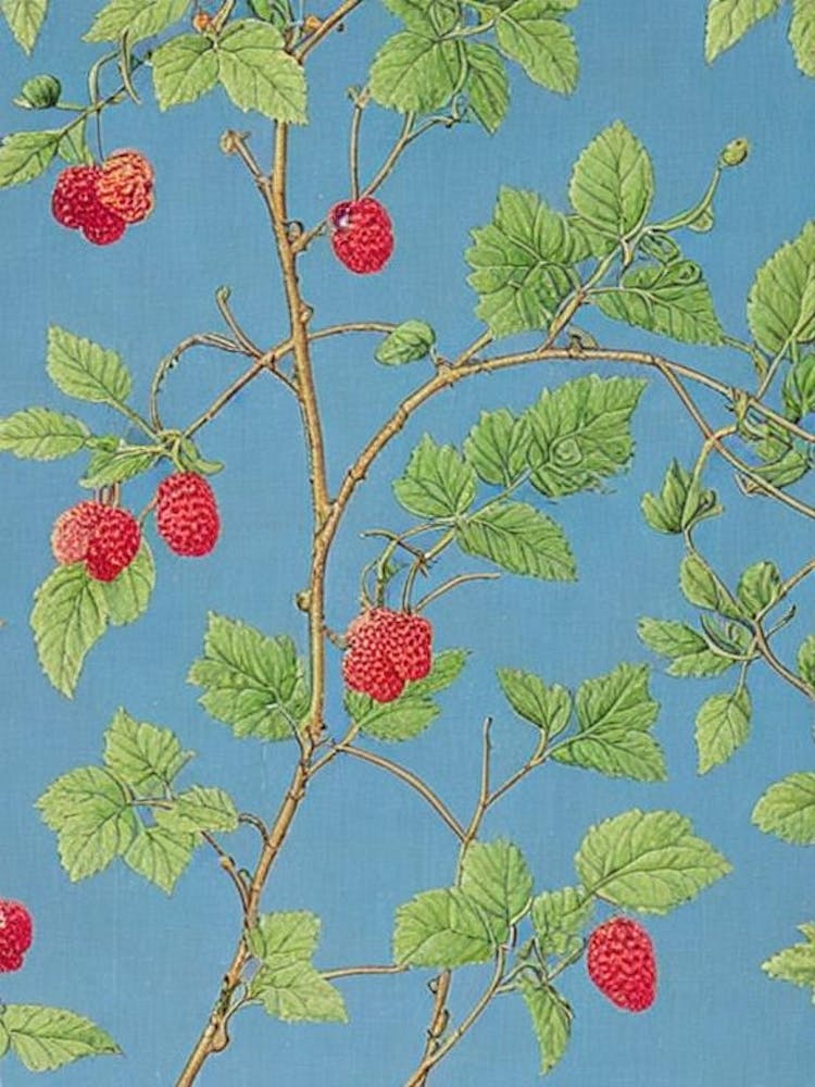 Raspberry Vintage Botanical Fruit