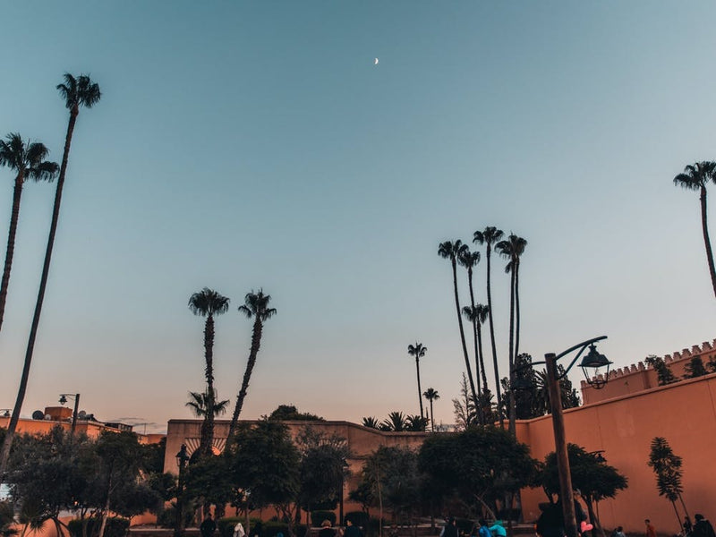 Palmtrees Marrakech Moonlight | Streets of Morocco photography