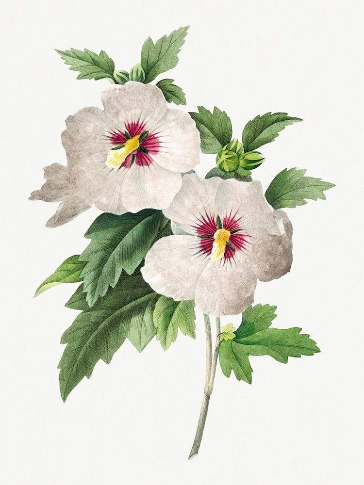 Hibiscus From Choix Des Plus Belles Fleurs, Pierre Joseph Redouté