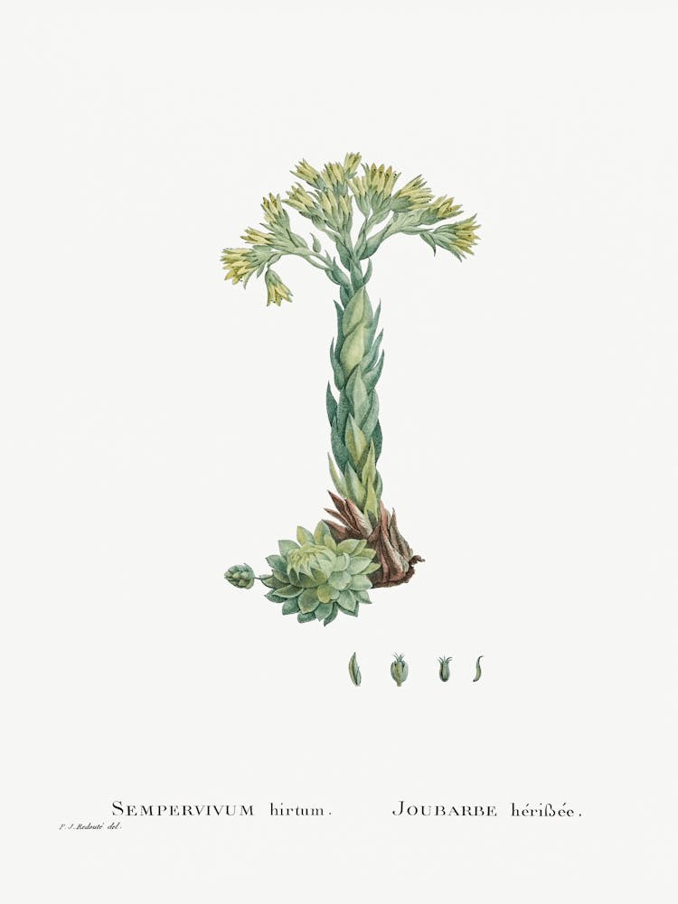 Sempervivum Hirtum, Pierre Joseph Redoute