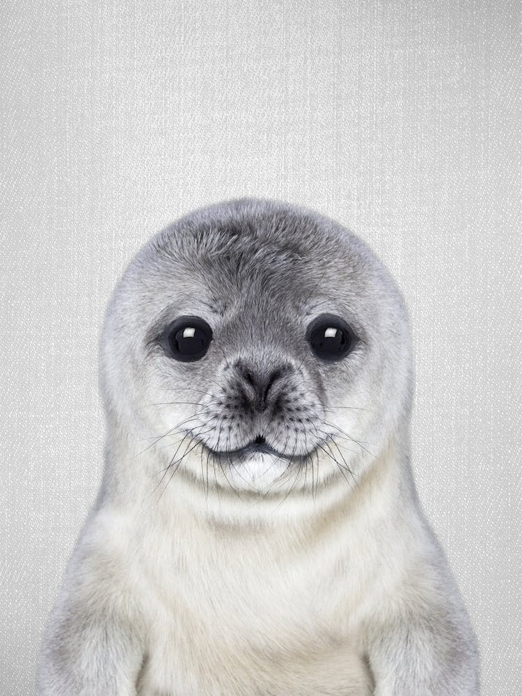 Baby Seal