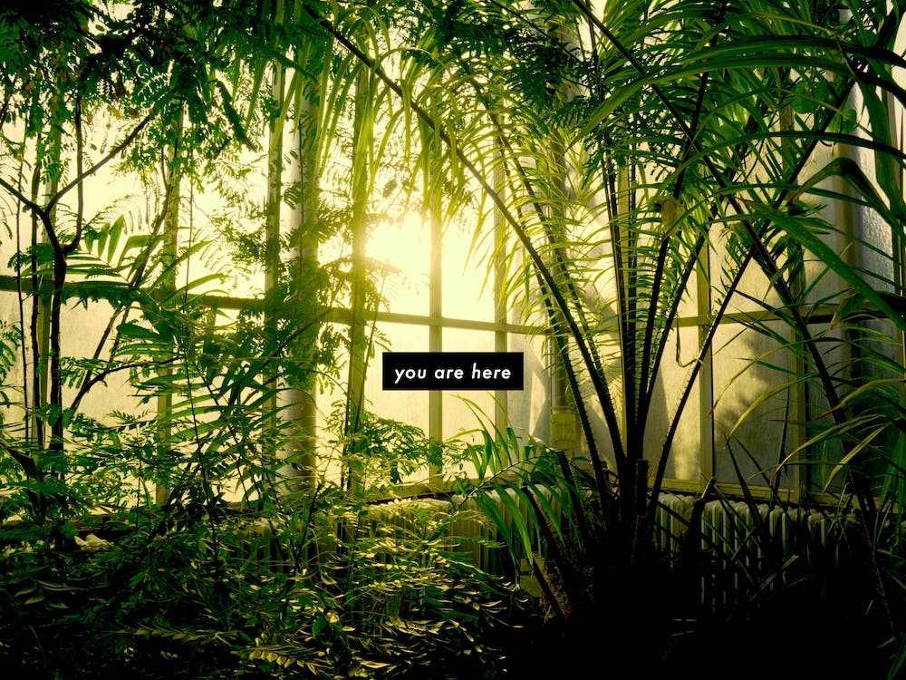 Yellow Sunset - Botanical Garden - Photography