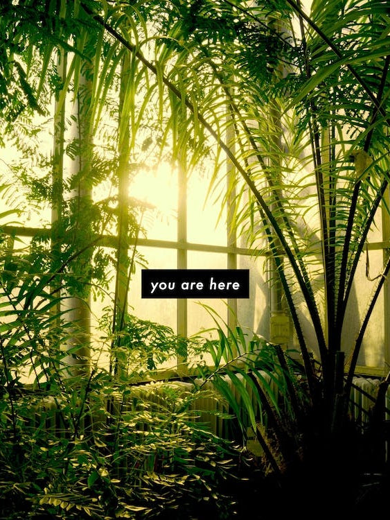 Yellow Sunset - Botanical Garden - Photography