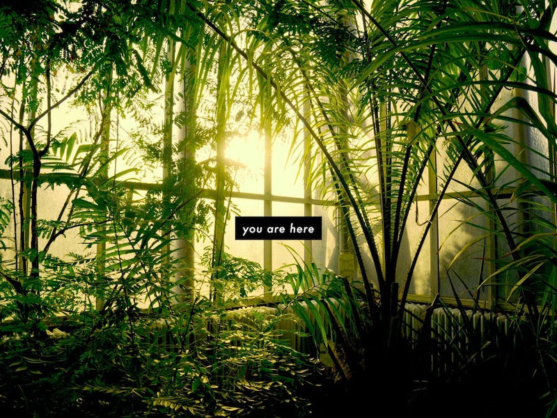 Yellow Sunset - Botanical Garden - Photography