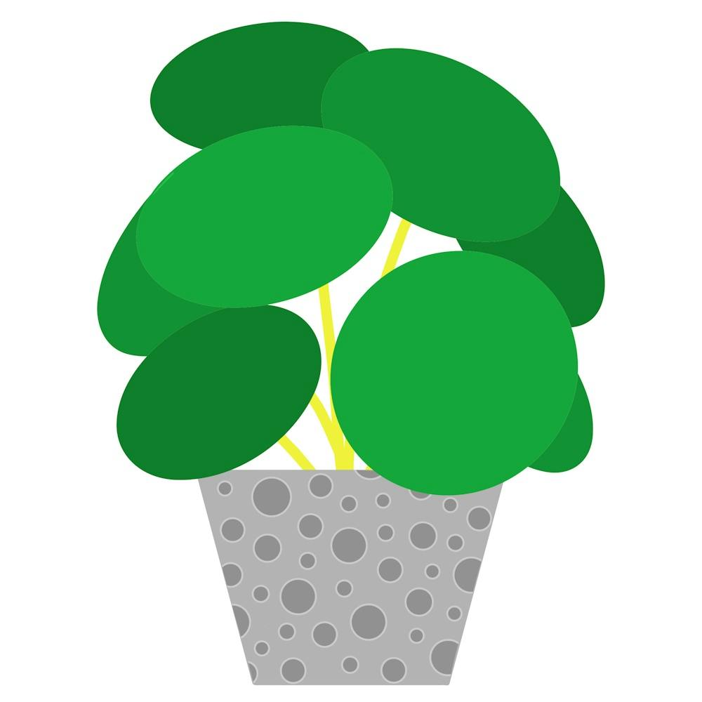 Money Plant 1