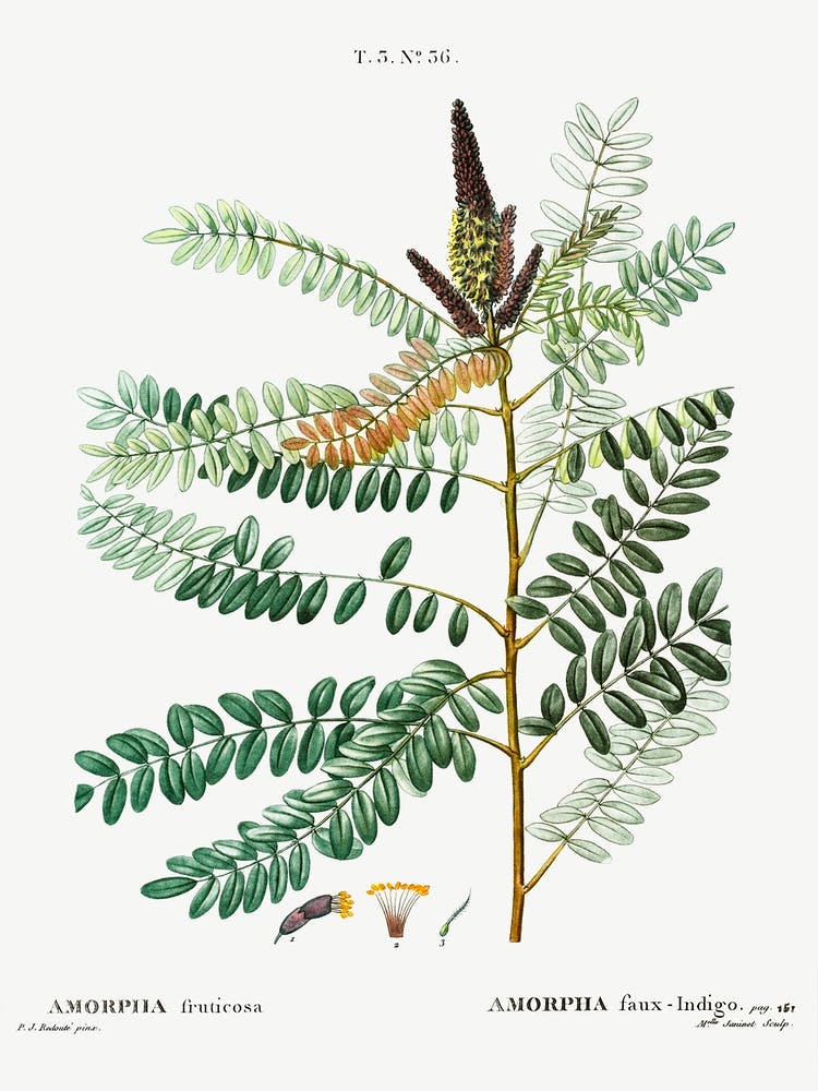 False Indigo Bush, Pierre Joseph Redoute