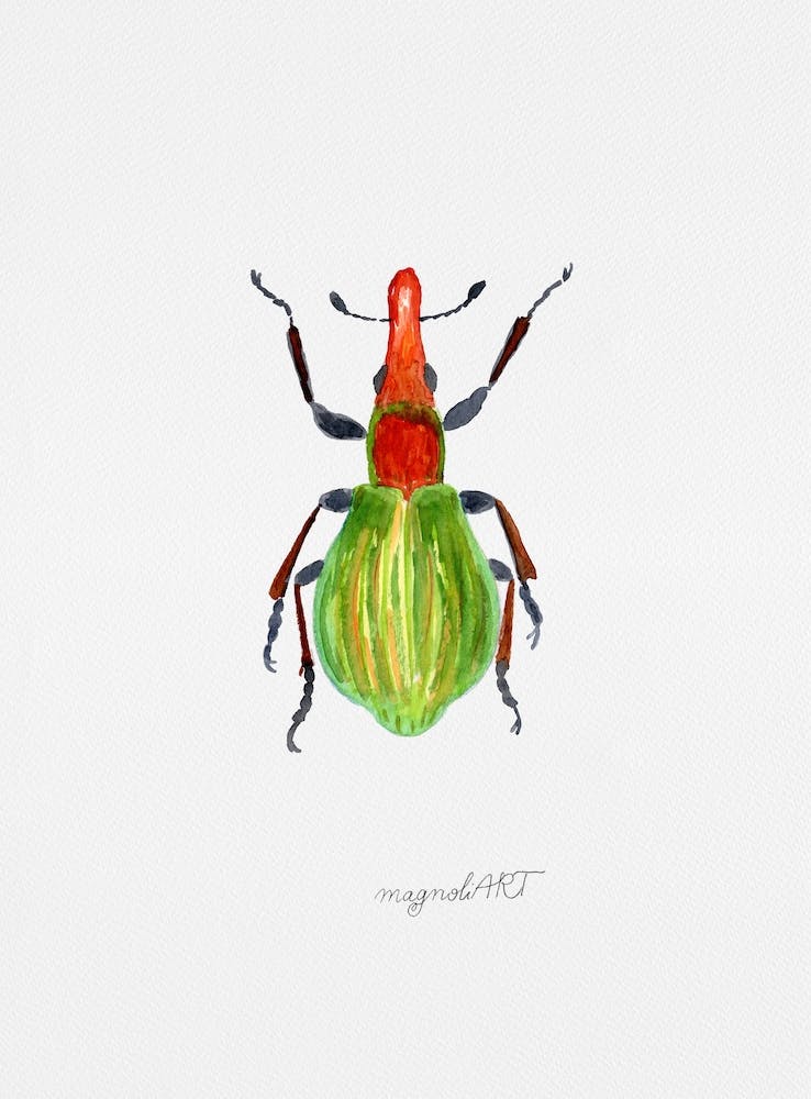 A weevil, Pseudaplemonus artemisiae, watercolor artwork
