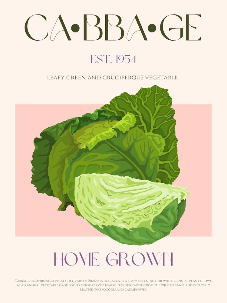 Cabbage Mid Century