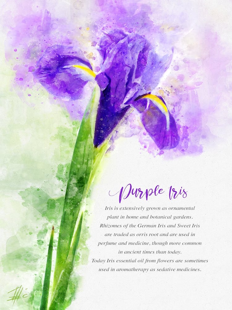 Purple Iris