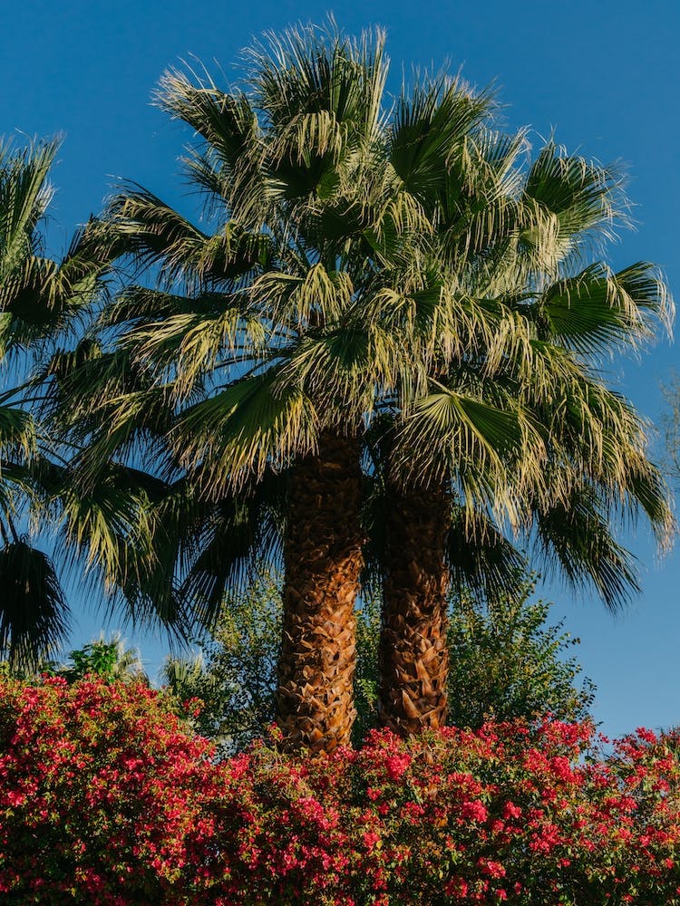 Palm Springs Palms Ii