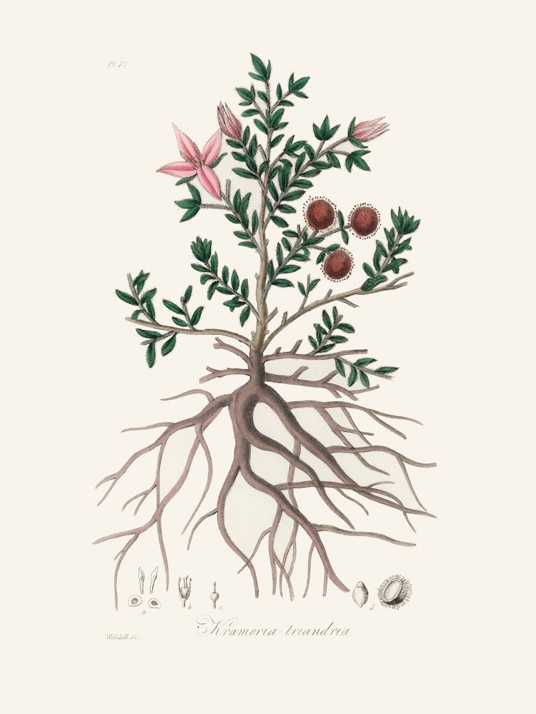 Vintage Botanical John Stephenson and James Morss Churchill_2731690