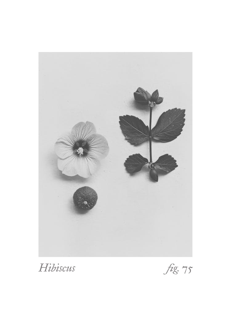 Hibiscus Botanical Collage 1