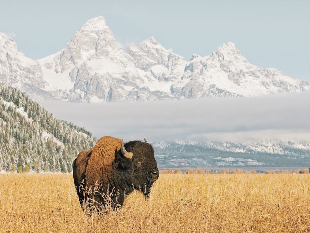 Bison In Meadow