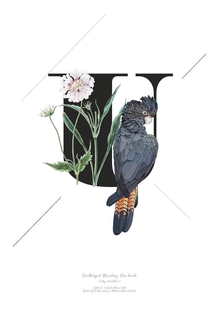 Botanical  Alphabet U