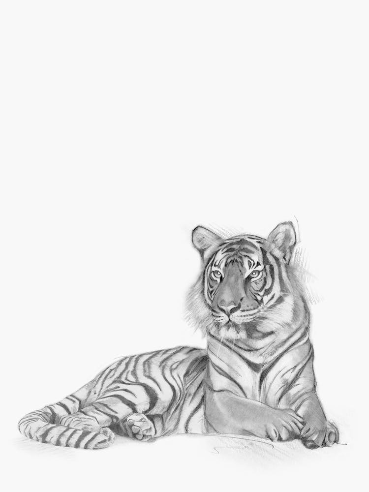 Tiger Handrawn Black And White