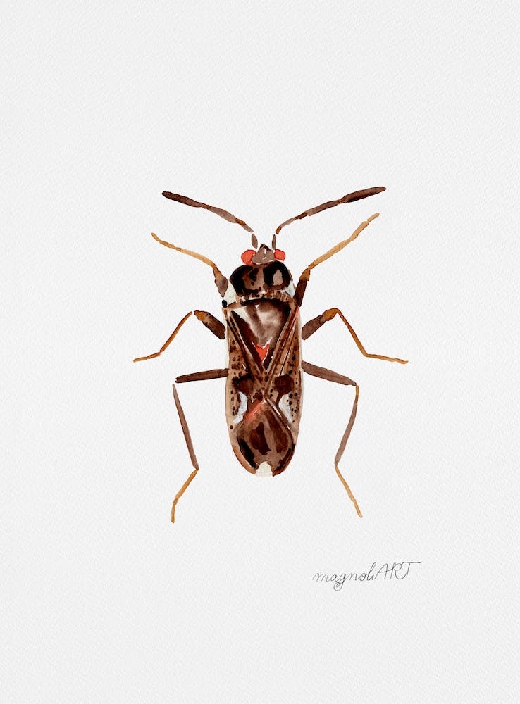 Rhyparochromus vulgaris, une punaise des graines de couleur terre, œuvre à l'aquarelle