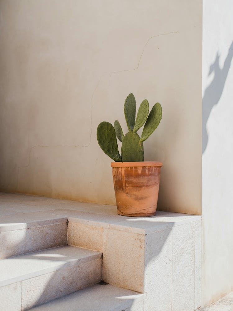 Mallorca Architektur - Straßenfotografie Spanien, Kaktus auf den Balearen