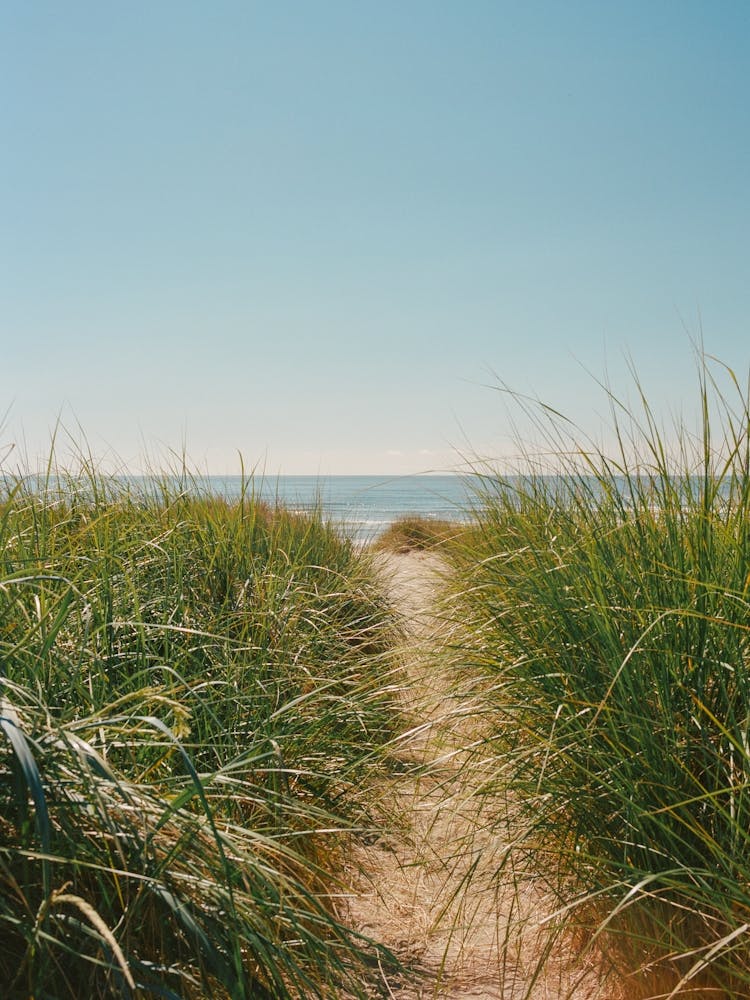 Cannon Beach VI on Film