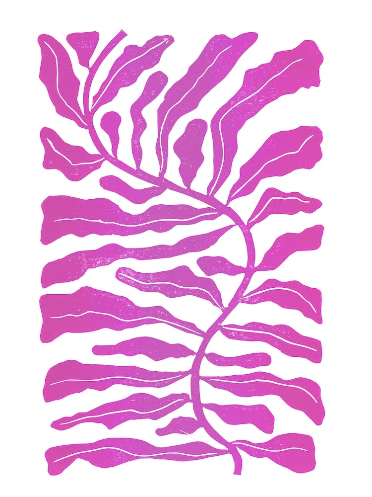Pink Kelp