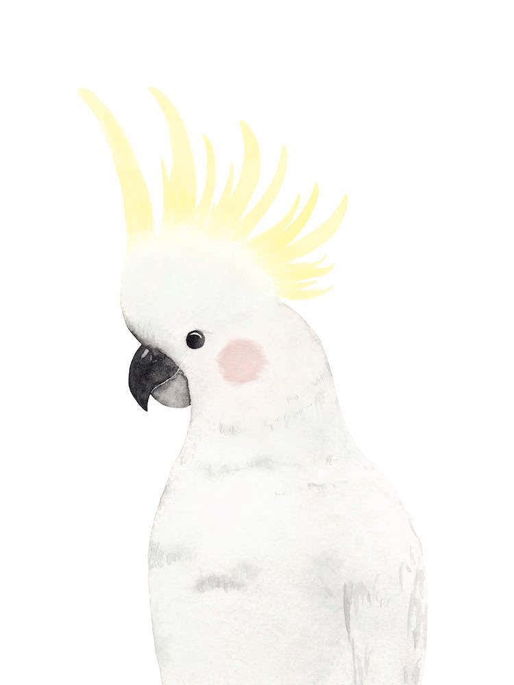 Sweet Cockatoo