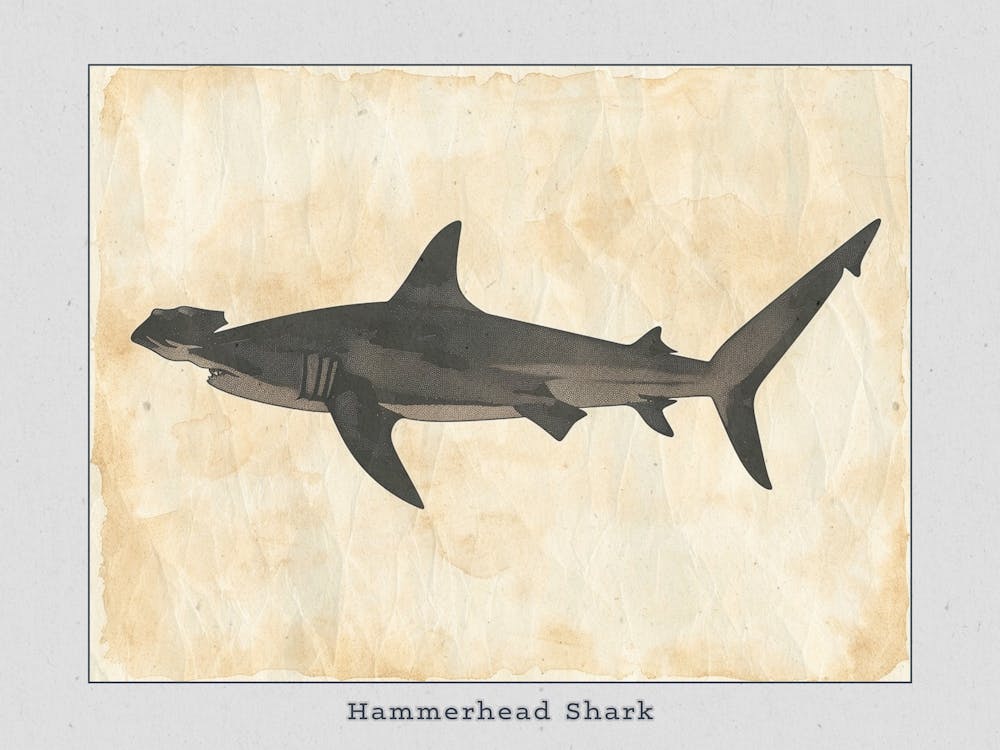 Hammerhead Shark Grey Silhouette 10 Poster