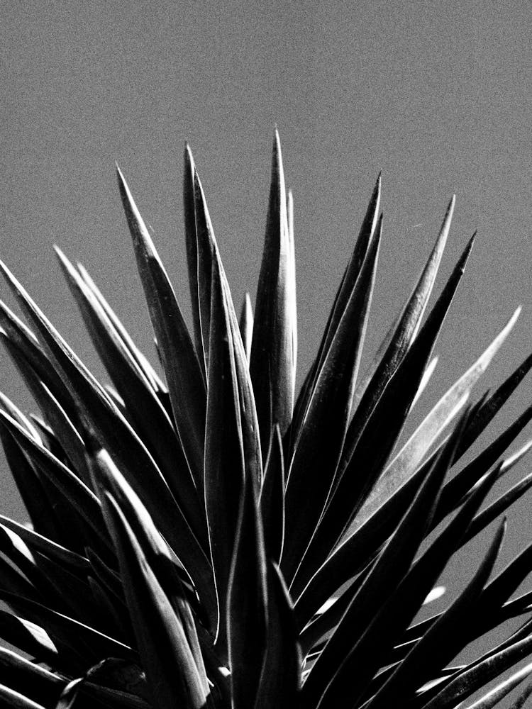 Herrschleinig Sicily