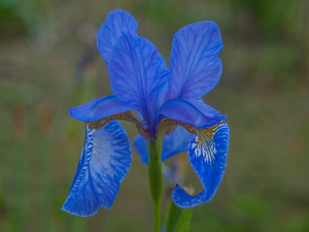 Blue Iris