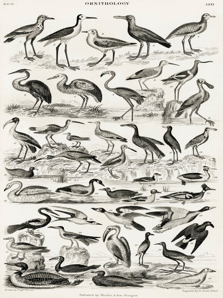 Ornithology, Oliver Goldsmith 3