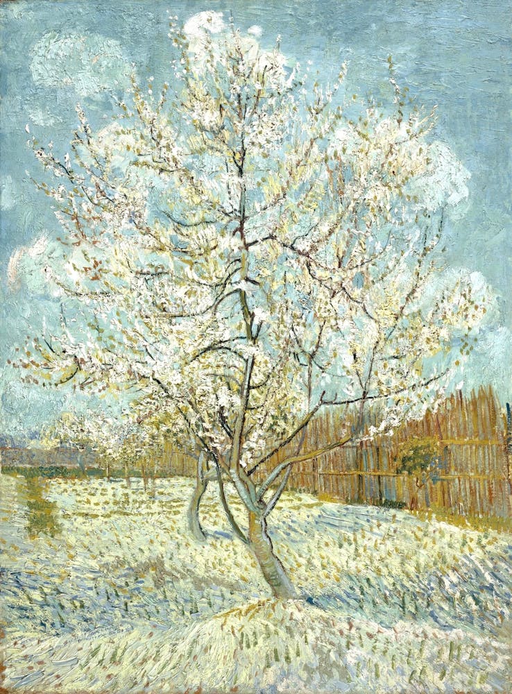 Blossoming Almond Tree 4