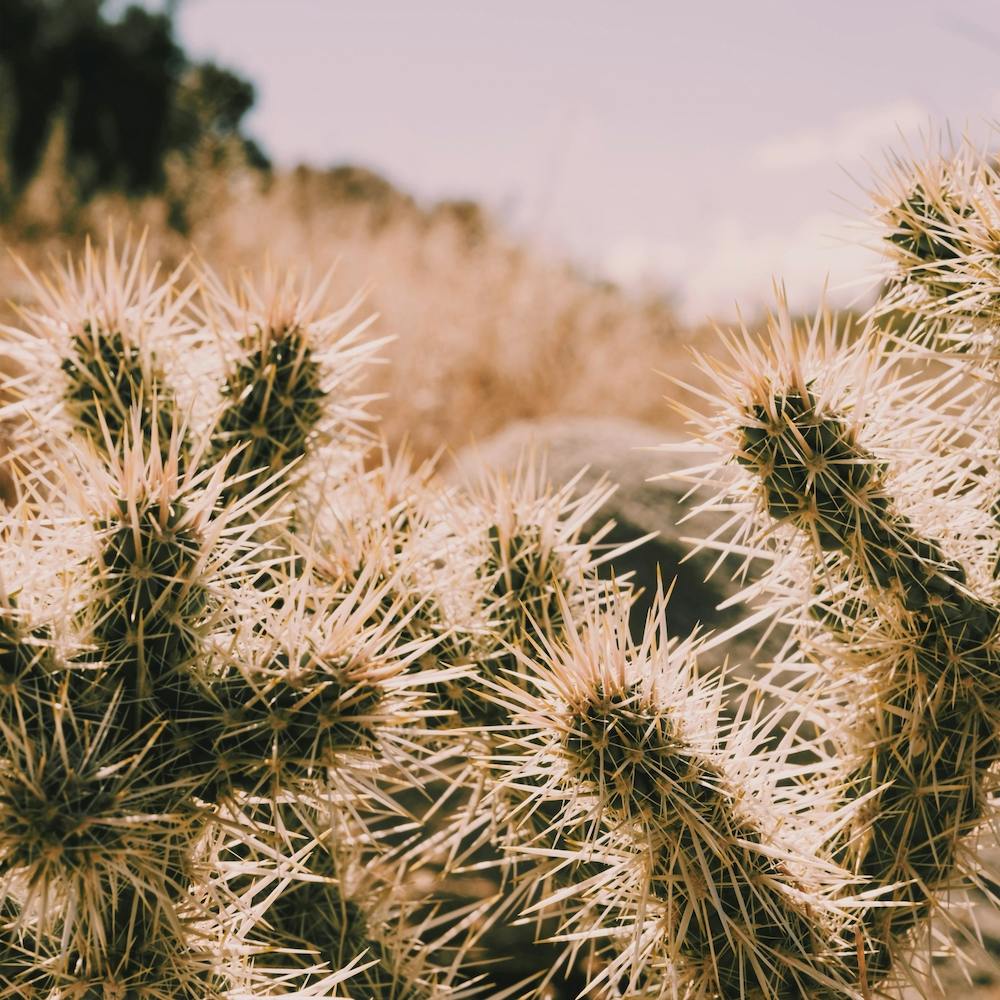 Spikey Cactus Square