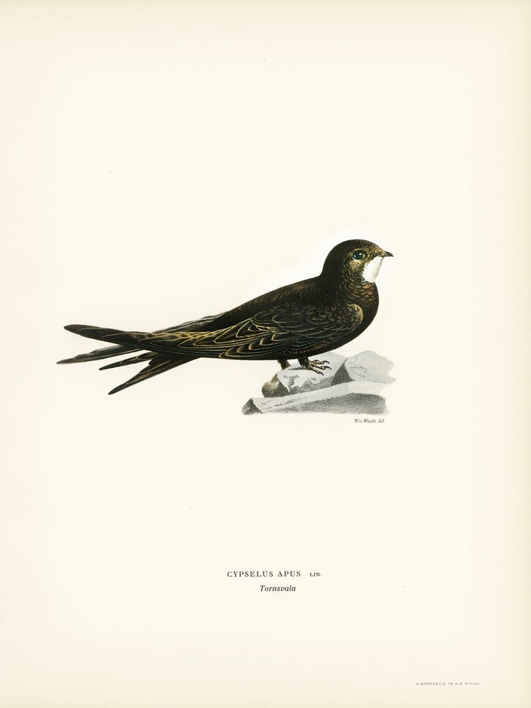 The Common Swift, The Von Wright Brothers