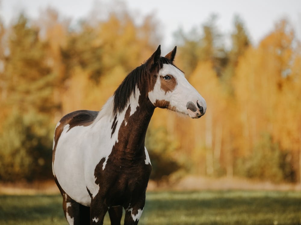 Paint Horse In Autumn