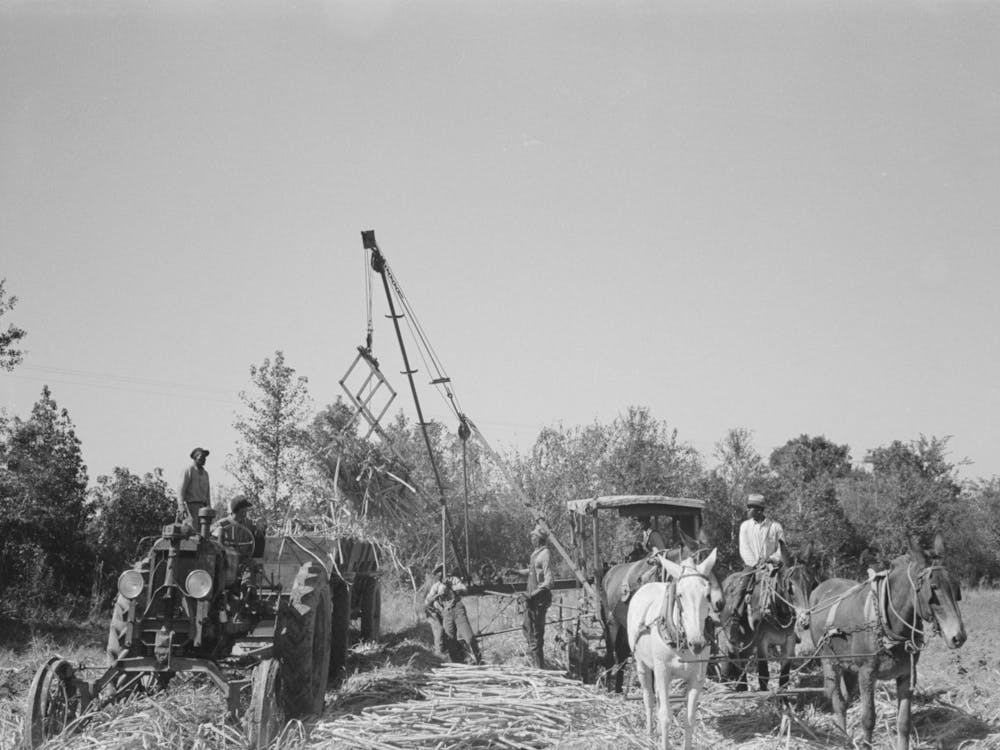 Untitled Photo, Possibly Related To Loading Sugarcane Near New Iberia, Louisiana By Russell Lee