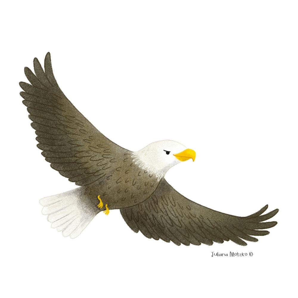 Bald Eagle